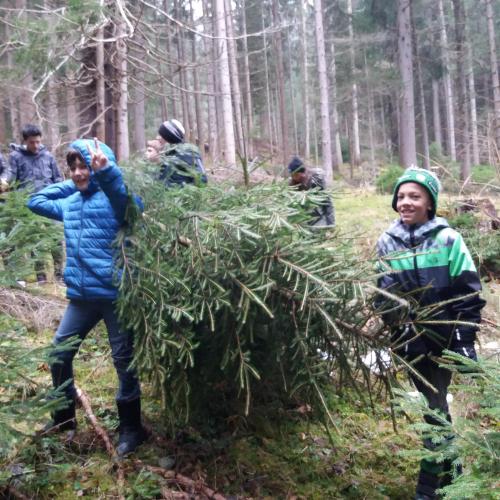 Christbaumsuche 