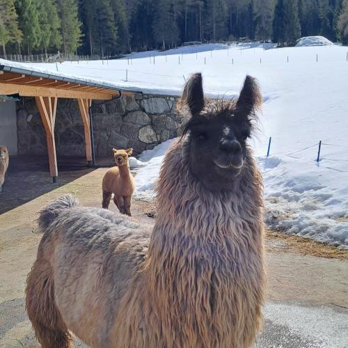 Lama